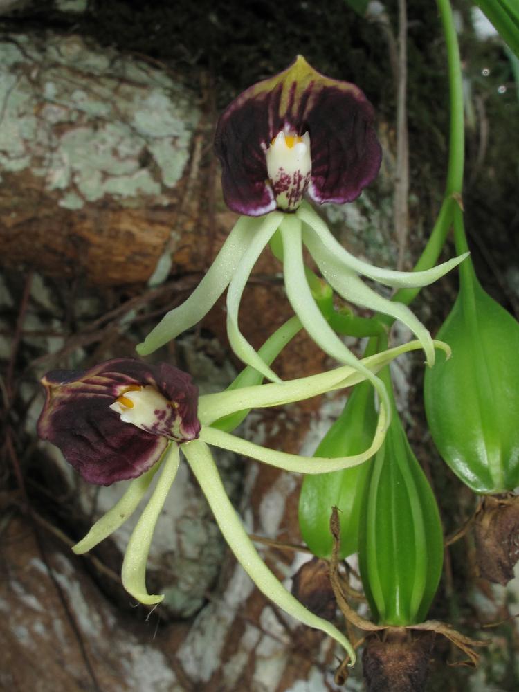 Prosthechea cochleata (Clamshell Orchid): Go Orchids