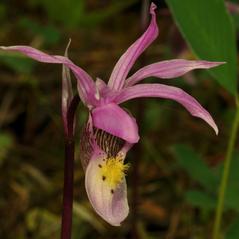 Inflorescences: Calypso bulbosa. ~ By Gary Van Velsir. ~ Copyright © 2024. ~ 
