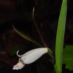 Inflorescences: Cleistesiopsis bifaria. ~ By Gary Van Velsir. ~ Copyright © 2024. ~ 
