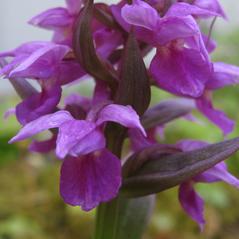 Flowers: Dactylorhiza aristata. ~ By Marilyn Barker. ~ Copyright © 2024. ~  ~ U. of Alaska
