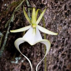 Flowers: Dendrophylax lindenii. ~ By Hal Horwitz. ~ Copyright © 2024. ~ 
