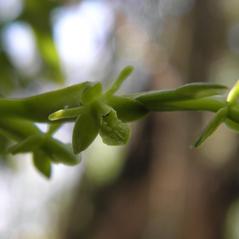 Inflorescences: Epidendrum rigidum. ~ By Jake Heaton. ~ Copyright © 2024. ~ 
