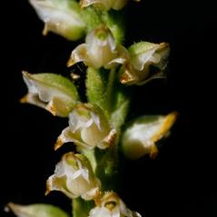 Inflorescences: Goodyera oblongifolia. ~ By Gary Van Velsir. ~ Copyright © 2024. ~ 
