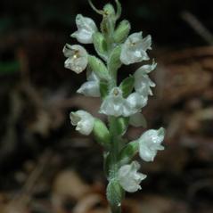 Inflorescences: Goodyera pubescens. ~ By Gary Van Velsir. ~ Copyright © 2024. ~ 
