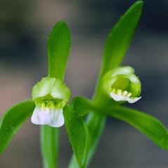 Flowers: Isotria medeoloides. ~ By David McAdoo. ~ Copyright © 2024. ~ 
