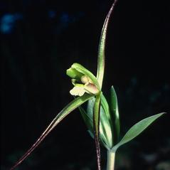 Inflorescences: Isotria verticillata. ~ By Gary Van Velsir. ~ Copyright © 2024. ~ 
