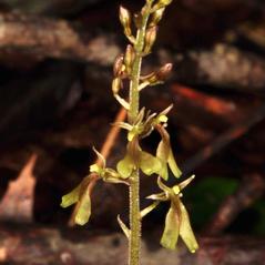 Inflorescences: Neottia smallii. ~ By Gary Van Velsir. ~ Copyright © 2024. ~ 
