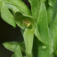 Flowers: Platanthera aquilonis. ~ By Gary Van Velsir. ~ Copyright © 2025. ~ 
