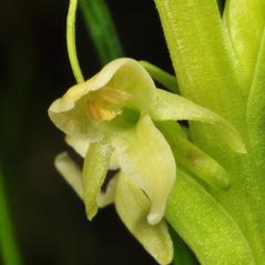 Flowers: Platanthera huronensis. ~ By Gary Van Velsir. ~ Copyright © 2024. ~ 
