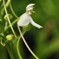 Flowers: Platanthera integrilabia. ~ By Gary Van Velsir. ~ Copyright © 2024. ~ 
