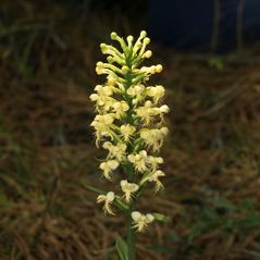 Inflorescences: Platanthera pallida. ~ By Jim Fowler. ~ Copyright © 2024. ~ 
