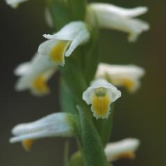 Flowers: Spiranthes lucida. ~ By Jen Modliszewski. ~ Copyright © 2024. ~ 
