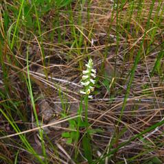 Habit: Spiranthes lucida. ~ By Jacqueline Donnelly. ~ Copyright © 2024. ~ 
