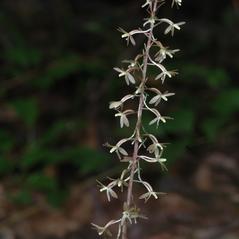 Inflorescences: Tipularia discolor. ~ By Gary Van Velsir. ~ Copyright © 2024. ~ 
